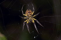 Orb-weaver Spider (Eriophora ravilla), Madidi National Park, Bolivia