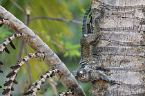 Common Marmoset (Callithrix jacchus) climbing down a tree, Piaui State, Brazil