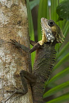 Boyd's Forest Dragon (Hypsilurus boydii), Daintree National Park in Queensland, Australia