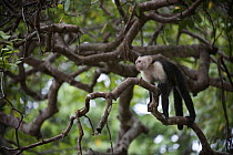 White-faced Capuchin (Cebus capucinus) in a tree, Drake Bay, Osa Peninsula, Costa Rica