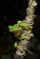 White-lipped Tree Frog (Litoria infrafrenata) clinging to a branch, Daintree National Park, Queensland, Australia