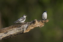 White-winged Swallow (Tachycineta albiventer) pair, Lake Chalalan, Madidi National Park, Bolivia