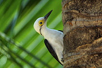 White Woodpecker (Melanerpes candidus), Piaui State, Brazil