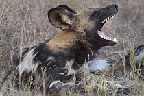 African Wild Dog (Lycaon pictus) yawning, Linyanti Swamp, Botswana