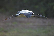 Wood Stork (Mycteria americana) flying, Pantanal, Brazil