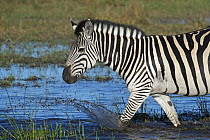 Burchell's Zebra (Equus burchellii) crossing a flooded field, Linyanti Concession, Okavango Delta, Botswana