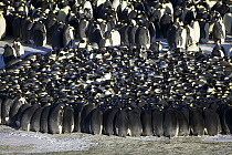 Emperor Penguin (Aptenodytes forsteri) group huddling together for warmth, Dumont d'Urville, East Antarctica, Antarctica