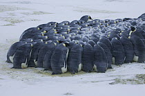 Emperor Penguin (Aptenodytes forsteri) group huddling together for warmth in snowstorm, Dumont d'Urville, East Antarctica, Antarctica