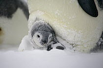 Emperor Penguin (Aptenodytes forsteri) snow-covered chick during snowstorm, Dumont d'Urville, East Antarctica, Antarctica