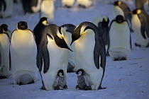Emperor Penguin (Aptenodytes forsteri) parents with chicks, Dumont d'Urville, East Antarctica, Antarctica