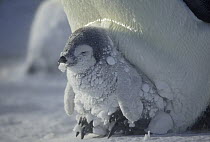 Emperor Penguin (Aptenodytes forsteri) chick during snowstorm, Dumont d'Urville, East Antarctica, Antarctica