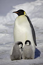 Emperor Penguin (Aptenodytes forsteri) with two chicks, Dumont d'Urville, East Antarctica, Antarctica