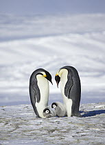 Emperor Penguin (Aptenodytes forsteri) parents with chicks, Dumont d'Urville, East Antarctica, Antarctica