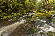 River after rain below waterfalls, McLeans Falls, Catlins, Southland, New Zealand