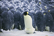 Emperor Penguin (Aptenodytes forsteri) male shuffling on outside of huddle, trying to get to the inside for warmth, Dumont d'Urville, East Antarctica, Antarctica