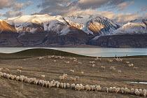 Domestic Sheep (Ovis aries) flock on pasture, Ben Ohau Range above Lake Pukaki, Mackenzie Country, Canterbury, New Zealand