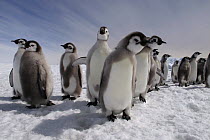Emperor Penguin (Aptenodytes forsteri) molting chicks, Dumont d'Urville, East Antarctica, Antarctica
