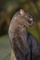 Jaguarundi (Puma yagouaroundi), native to Central and South America