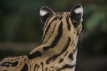 Margay (Leopardus wiedii) showing white ear spots on the back of the ears, native to Central and South America
