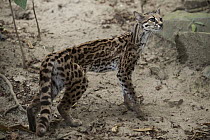 Margay (Leopardus wiedii), native to Central and South America