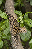 Margay (Leopardus wiedii) walking over branch, native to Central and South America