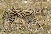 Serval (Leptailurus serval), native to Africa