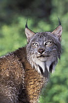 Canada Lynx (Lynx canadensis), native to North America