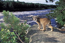 Canada Lynx (Lynx canadensis) near river, native to North America