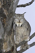 Canada Lynx (Lynx canadensis) in tree, native to North America