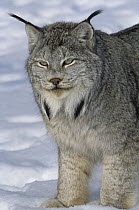 Canada Lynx (Lynx canadensis) in snow, native to North America
