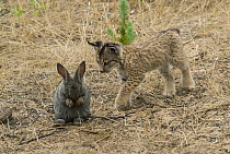 Spanish Lynx (Lynx pardinus) kitten investigating European Rabbit (Oryctolagus cuniculus) in enclosure, native to Iberian Peninsula