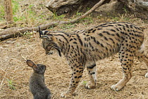 Spanish Lynx (Lynx pardinus) investigating European Rabbit (Oryctolagus cuniculus) in enclosure, native to Iberian Peninsula