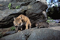 Bobcat (Lynx rufus) mother and kittens, native to North America