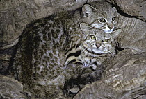 Geoffroy's Cat (Leopardus geoffroyi) pair, native to South America