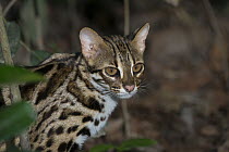 Leopard Cat (Prionailurus bengalensis), native to Asia