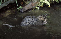 Fishing Cat (Prionailurus viverrinus) in water, native to Asia