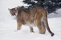 Mountain Lion (Puma concolor) in snow, native to North and South America