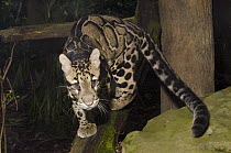 Clouded Leopard (Neofelis nebulosa) walking on branch, native to Asia