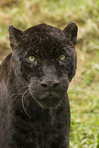 Jaguar (Panthera onca) melanistic individual, also called a black panther, native to Central and South America
