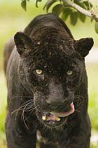Jaguar (Panthera onca) melanistic individual, also called a black panther, licking chops, native to Central and South America