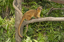 Kinkajou (Potos flavus) in tree, native to South America