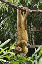 Kinkajou (Potos flavus) hanging from branch, native to South America