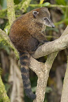 Coatimundi (Nasua nasua) in tree, Reserva Buenaventura, Ecuador
