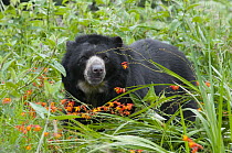 Spectacled Bear (Tremarctos ornatus), Colombia
