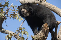 Spectacled Bear (Tremarctos ornatus) in tree, Chaparri Reserve, Peru