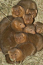 Dwarf Mongoose (Helogale parvula) group huddling together, native to Africa