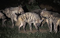 Striped Hyena (Hyaena hyaena) group at night, native to Africa and Asia