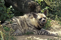Striped Hyena (Hyaena hyaena), native to Africa and Asia