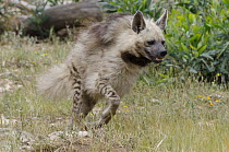 Striped Hyena (Hyaena hyaena) running, native to Africa and Asia
