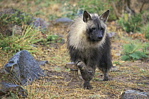 Brown Hyena (Hyaena brunnea), native to southern Africa